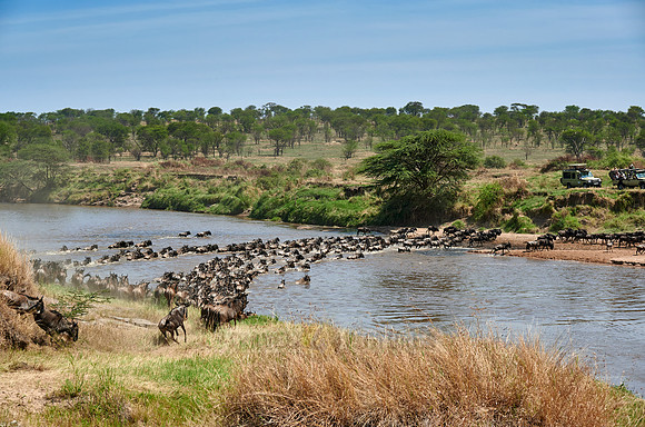 wildebeest on great migration crossing Mara River