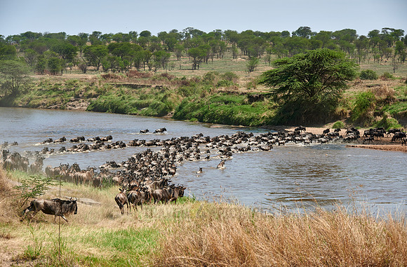 wildebeest on great migration crossing Mara River