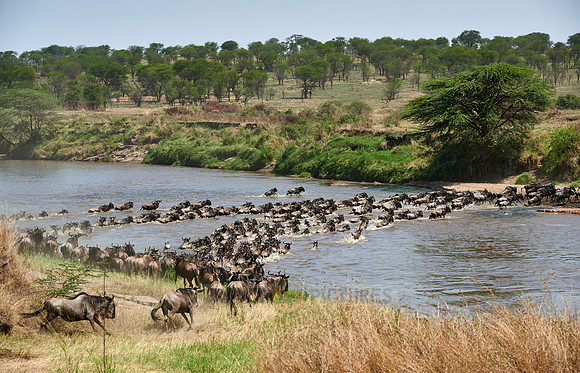 wildebeest on great migration crossing Mara River