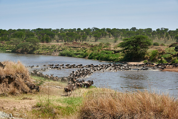 wildebeest on great migration crossing Mara River