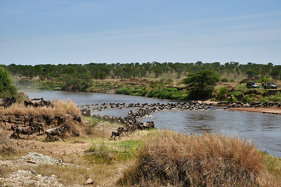 wildebeest on great migration crossing Mara River