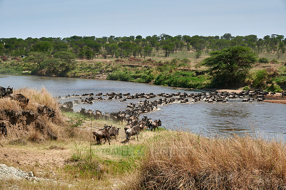wildebeest on great migration crossing Mara River