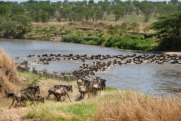 wildebeest on great migration crossing Mara River