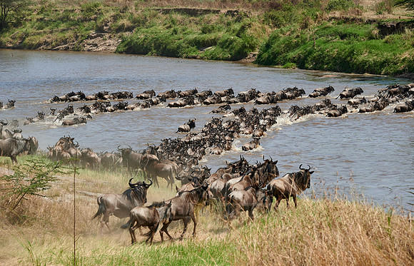 wildebeest on great migration crossing Mara River