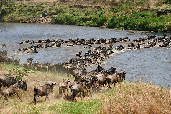 wildebeest on great migration crossing Mara River