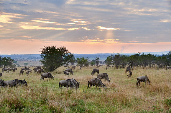 wildebeest while sunset  on great migration thru Serengeti