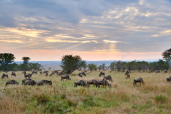 wildebeest while sunset  on great migration thru Serengeti