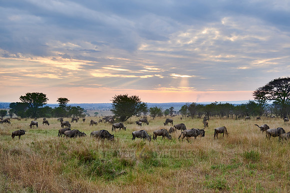 wildebeest while sunset  on great migration thru Serengeti