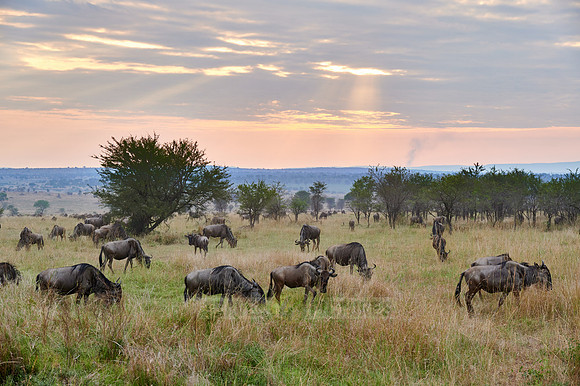 wildebeest while sunset  on great migration thru Serengeti