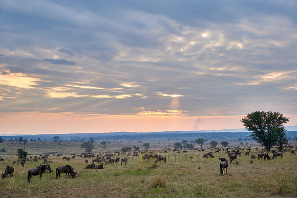wildebeest while sunset  on great migration thru Serengeti