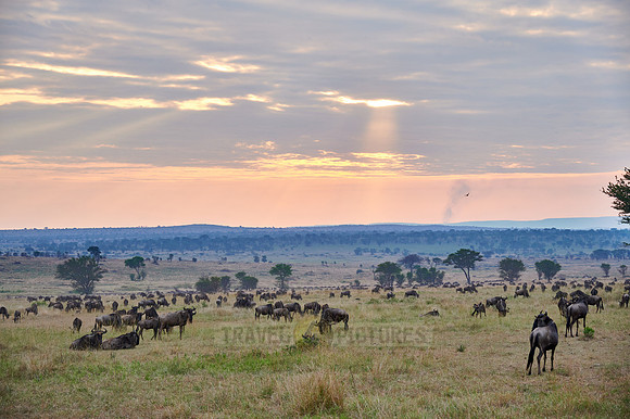 wildebeest while sunset  on great migration thru Serengeti