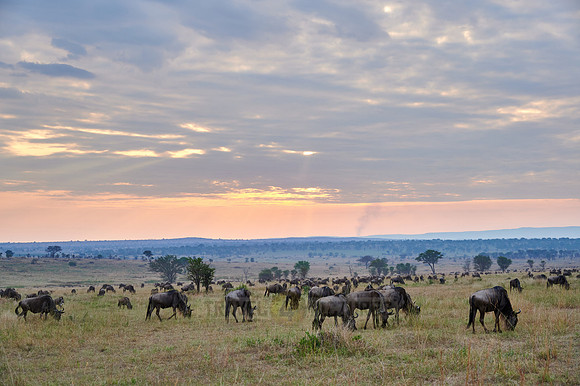 wildebeest while sunset  on great migration thru Serengeti