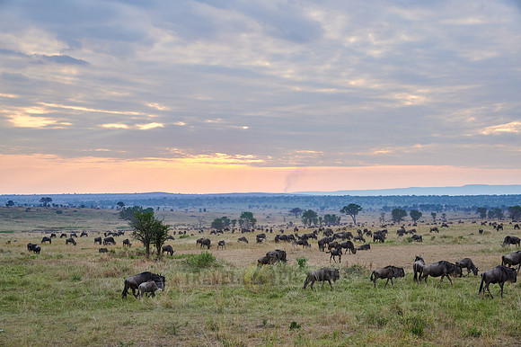 wildebeest while sunset  on great migration thru Serengeti