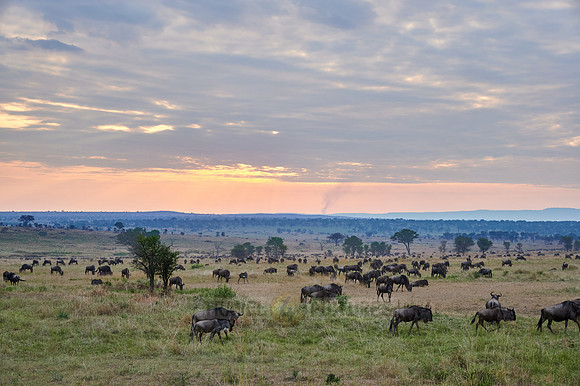 wildebeest while sunset  on great migration thru Serengeti