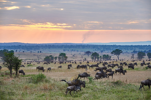 wildebeest while sunset  on great migration thru Serengeti