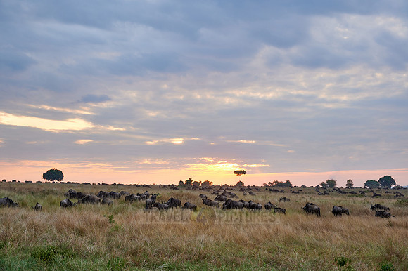 wildebeest while sunset  on great migration thru Serengeti