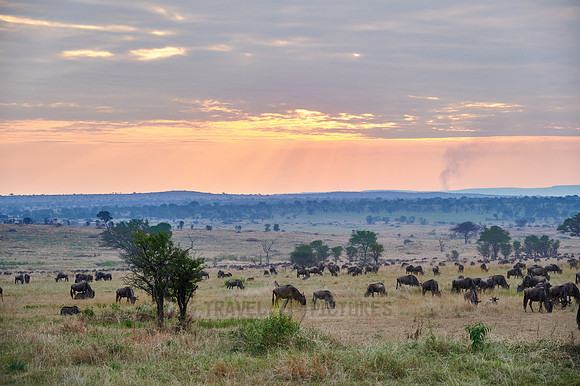 wildebeest while sunset  on great migration thru Serengeti