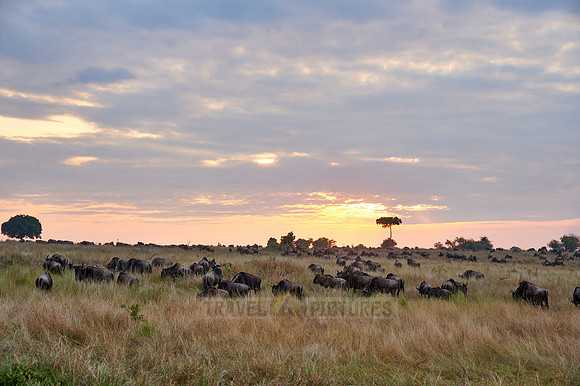 wildebeest while sunset  on great migration thru Serengeti