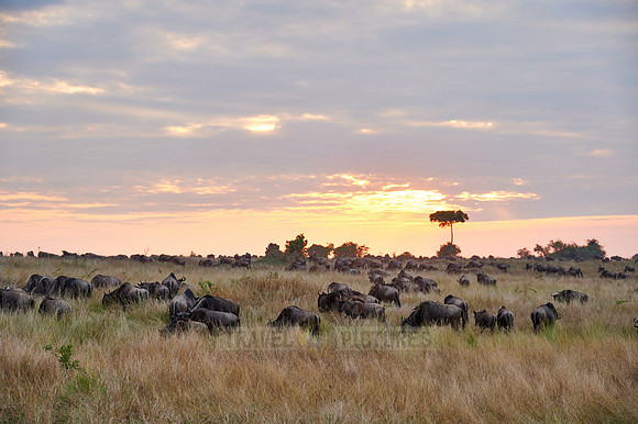 wildebeest while sunset  on great migration thru Serengeti