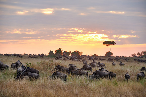 wildebeest while sunset  on great migration thru Serengeti