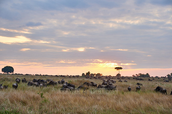 wildebeest while sunset  on great migration thru Serengeti