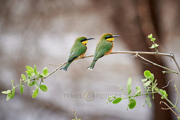 two little bee-eater (Merops pusillus)