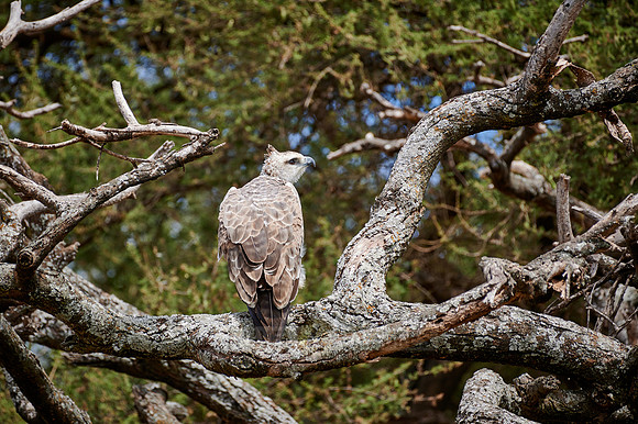 Immature African crowned eagle