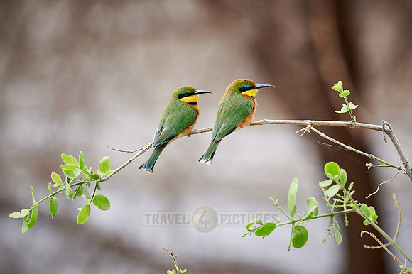 two little bee-eater (Merops pusillus)