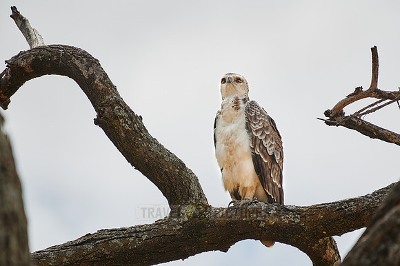 Immature African crowned eagle