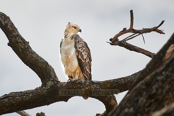 Immature African crowned eagle