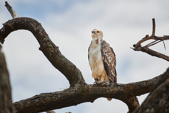 Immature African crowned eagle