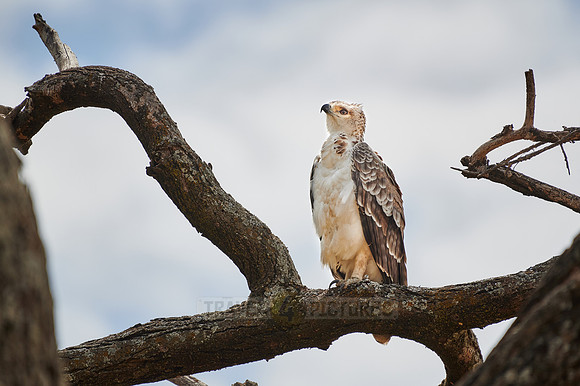 Immature African crowned eagle