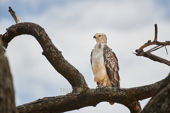 Immature African crowned eagle