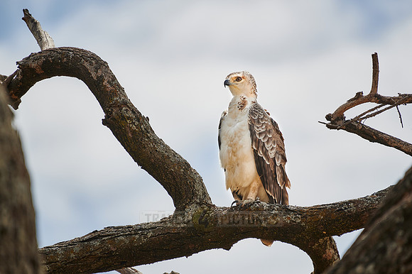 Immature African crowned eagle