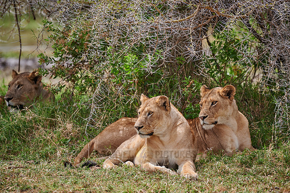 lioness (lion, Panthera leo)