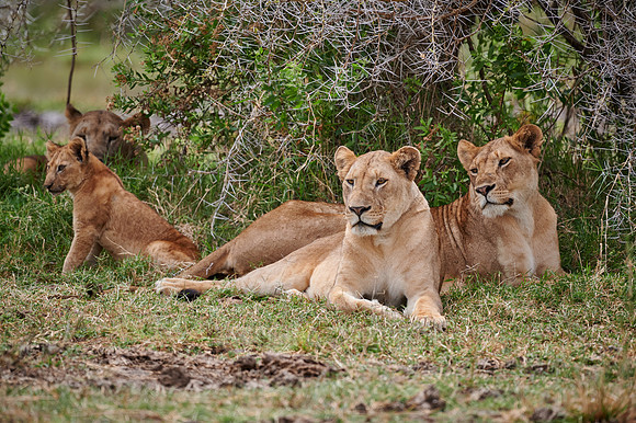 lioness (lion, Panthera leo)