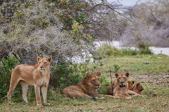 lioness (lion, Panthera leo)