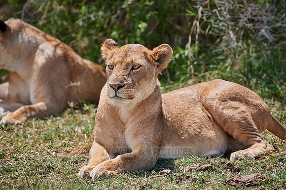 lioness (lion, Panthera leo)
