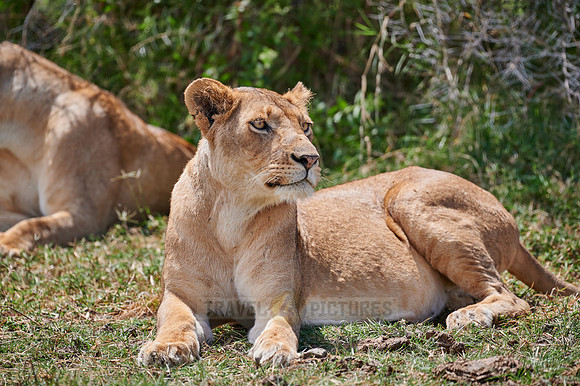 lioness (lion, Panthera leo)