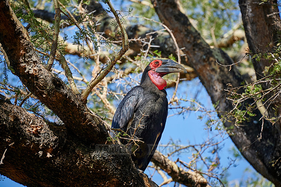 southern ground hornbill