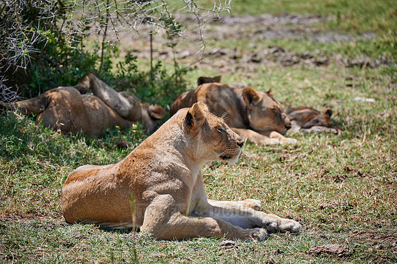 lioness (lion, Panthera leo)