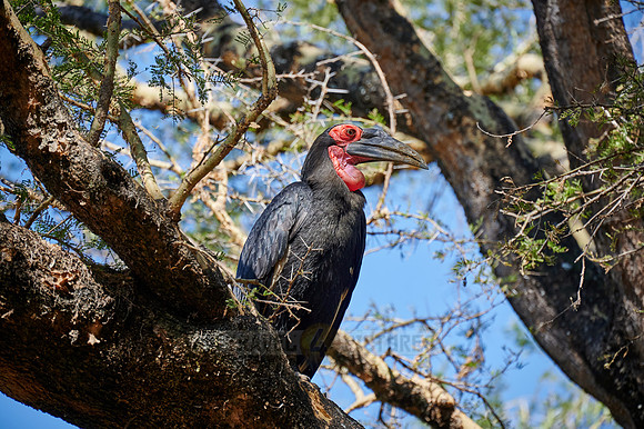 southern ground hornbill