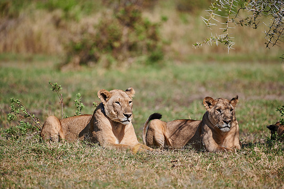 lioness (lion, Panthera leo)