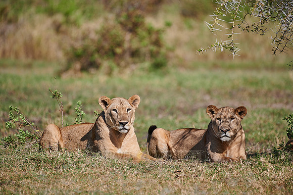 lioness (lion, Panthera leo)