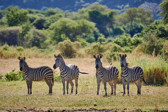 four Zebra (Equus quagga)