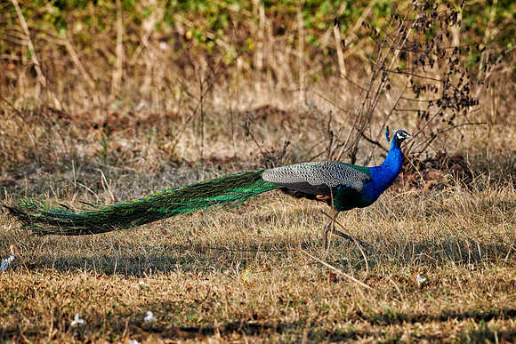 Common peacock, Indian peafowl or blue peafowl