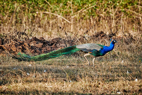 Common peacock, Indian peafowl or blue peafowl