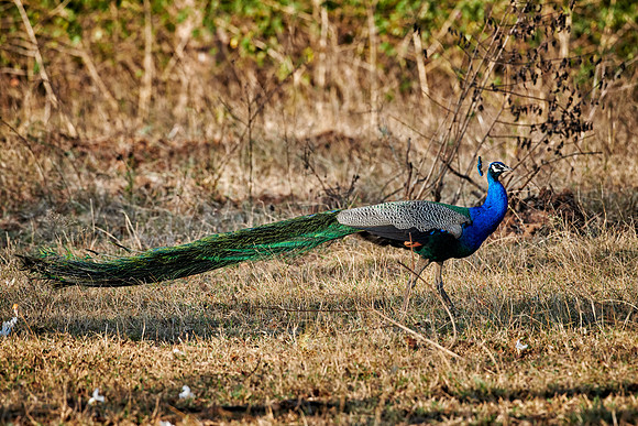 Common peacock, Indian peafowl or blue peafowl
