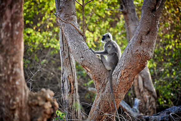 Tufted gray langur, Semnopithecus priam