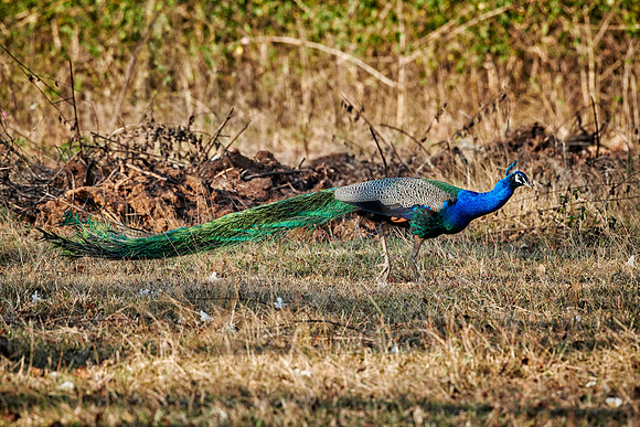Common peacock, Indian peafowl or blue peafowl